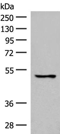 Rabbit Polyclonal Antibody to GPR152