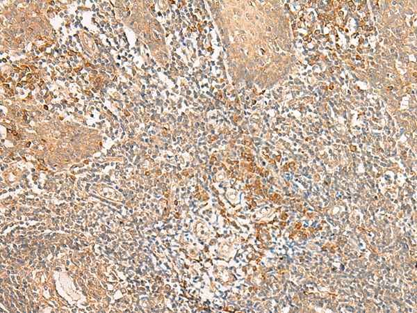 Rabbit Polyclonal Antibody to WLS