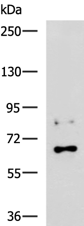 Rabbit Polyclonal Antibody to GRHL1