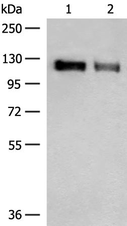 Rabbit Polyclonal Antibody to GRIK3