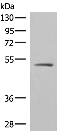 Rabbit Polyclonal Antibody to GTF2H4