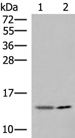 Rabbit Polyclonal Antibody to GUCA2A