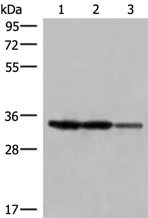 Rabbit Polyclonal Antibody to HADH