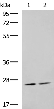 Rabbit Polyclonal Antibody to MOB2