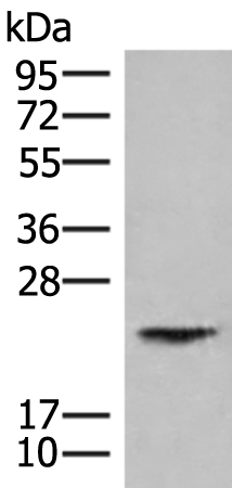 Rabbit Polyclonal Antibody to HEBP1