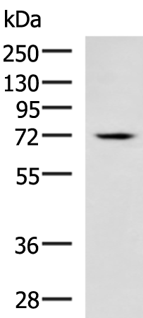 Rabbit Polyclonal Antibody to PRKCH