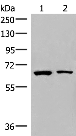 Rabbit Polyclonal Antibody to ZNF85