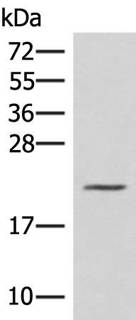 Rabbit Polyclonal Antibody to H1-10