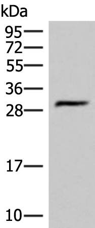 Rabbit Polyclonal Antibody to HLA-DMB