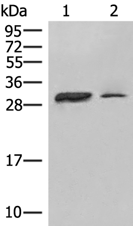 Rabbit Polyclonal Antibody to HLA-DPA1