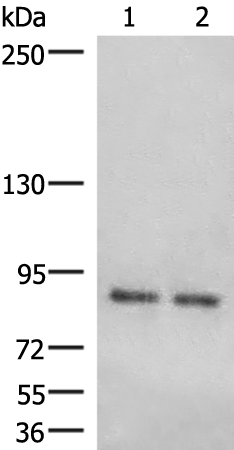 Rabbit Polyclonal Antibody to HOOK3