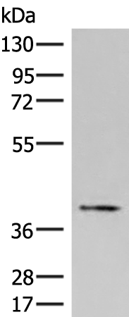 Rabbit Polyclonal Antibody to HPR