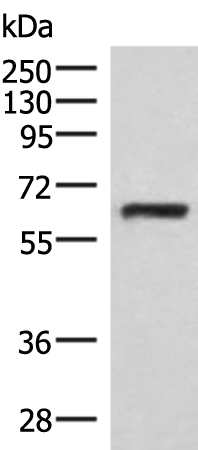 Rabbit Polyclonal Antibody to RNF217