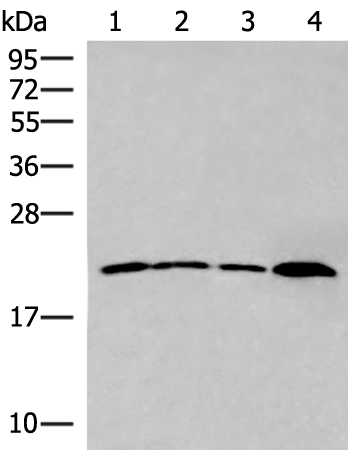 Rabbit Polyclonal Antibody to IFNA5