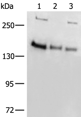 Rabbit Polyclonal Antibody to ELP1