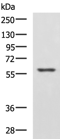 Rabbit Polyclonal Antibody to IFNLR1