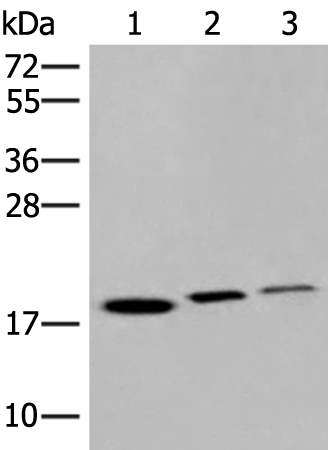 Rabbit Polyclonal Antibody to IFNA2