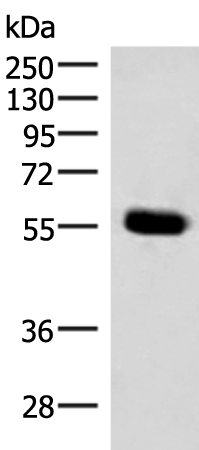 Rabbit Polyclonal Antibody to IPPK