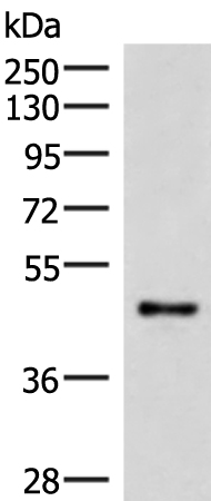 Rabbit Polyclonal Antibody to IRX2