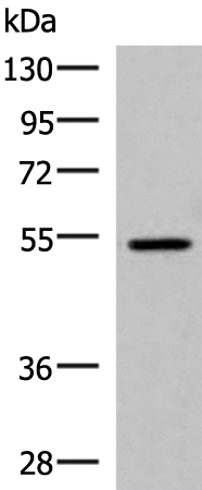 Rabbit Polyclonal Antibody to ISM1