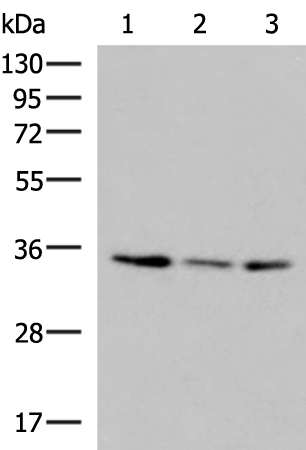 Rabbit Polyclonal Antibody to ISY1-RAB43
