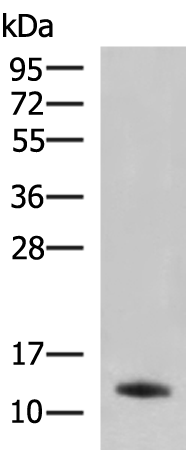 Rabbit Polyclonal Antibody to PPY