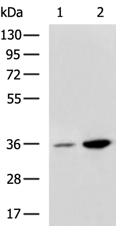 Rabbit Polyclonal Antibody to SOX2