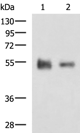Rabbit Polyclonal Antibody to KRT12