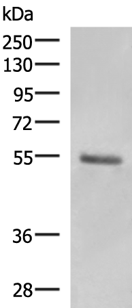 Rabbit Polyclonal Antibody to KRT36