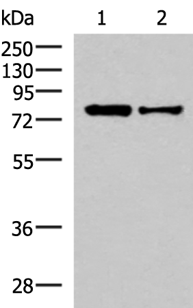 Rabbit Polyclonal Antibody to KHSRP