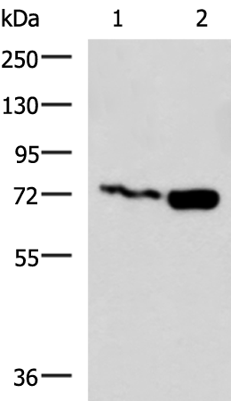 Rabbit Polyclonal Antibody to PUM3