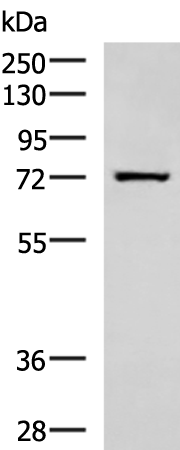 Rabbit Polyclonal Antibody to SHTN1