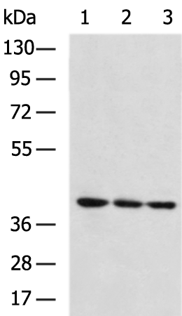 Rabbit Polyclonal Antibody to APAF1