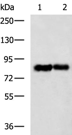 Rabbit Polyclonal Antibody to LRP1