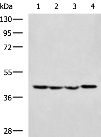 Rabbit Polyclonal Antibody to KISS1R