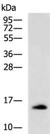 Rabbit Polyclonal Antibody to IAPP