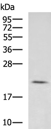 Rabbit Polyclonal Antibody to ARL8A