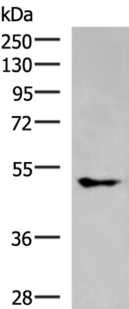 Rabbit Polyclonal Antibody to KCNJ2