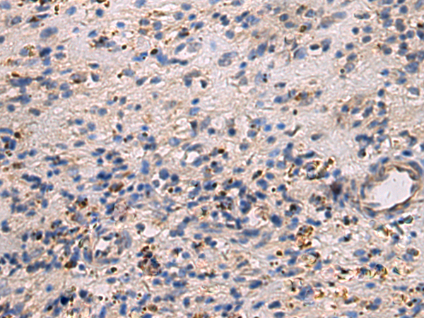 Rabbit Polyclonal Antibody to COX6A1