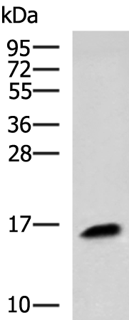 Rabbit Polyclonal Antibody to KRTAP1-1