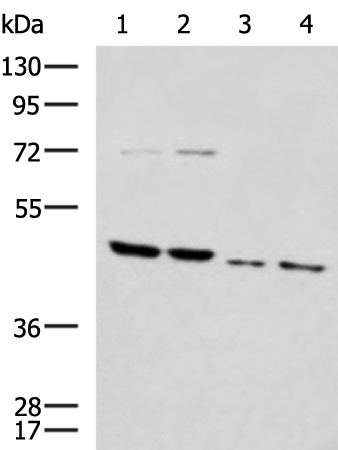 Rabbit Polyclonal Antibody to HTRA2
