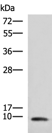 Rabbit Polyclonal Antibody to COX7A2