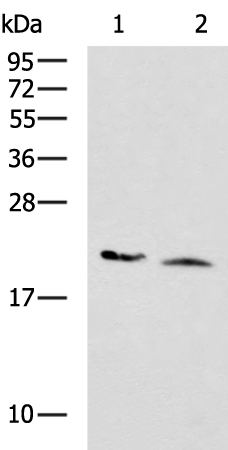 Rabbit Polyclonal Antibody to KRAS