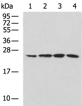 Rabbit Polyclonal Antibody to RPS9