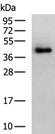 Rabbit Polyclonal Antibody to SRSF8