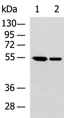 Rabbit Polyclonal Antibody to PRKACB