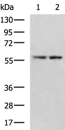 Rabbit Polyclonal Antibody to CYP8B1