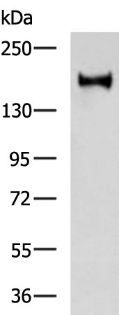 Rabbit Polyclonal Antibody to ABCC2