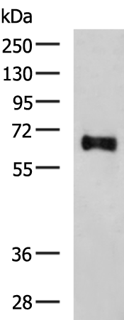 Rabbit Polyclonal Antibody to SLC24A4