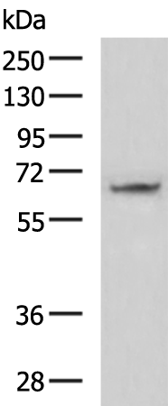 Rabbit Polyclonal Antibody to ME3